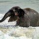 Illustration for article titled Heres an adorable baby elephant gallivanting around at the beach